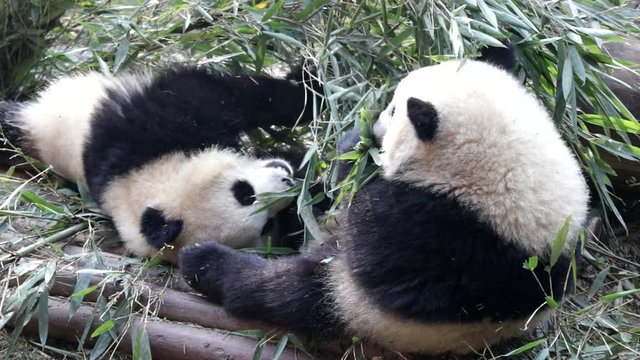 Panda Cubs are Eating Bamboo Leaves , Chengdu, China