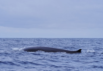 Obraz premium Whale watching by the coast of Pico Island, Azores, Portugal