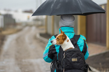 Basenji dog having nice hike while sitting inside comfortable master's backpack