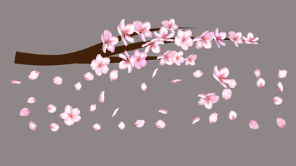 Fototapeta premium Realistic Cherry Branch Illustration Vector. Blooming Sakura, Apricot, Peach, Apple Twig Blossoms Petals Falling Down Isolated. Realistic Blossom Cherry Branch, Showering Petals, Wedding Decoration