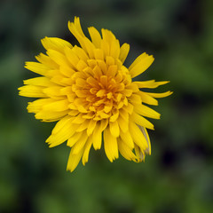 Spring background . Delicate first flowers. Bright yellow dandelion . Selective focus.