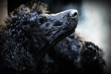 Black poodle portrait.