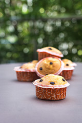 Homemade vanilla cupcakes with chocolate drops.
