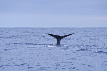 Fototapeta premium Whale watching by the coast of Pico Island, Azores, Portugal