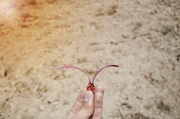 hand holding a Dipterocarpaceae seed with sky background
