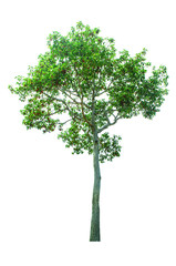 tree isolated cut out on white background with clipping path
