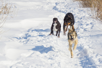 dog fight in the winter