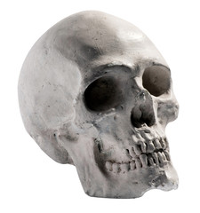 Obraz premium Toy model of a human skull