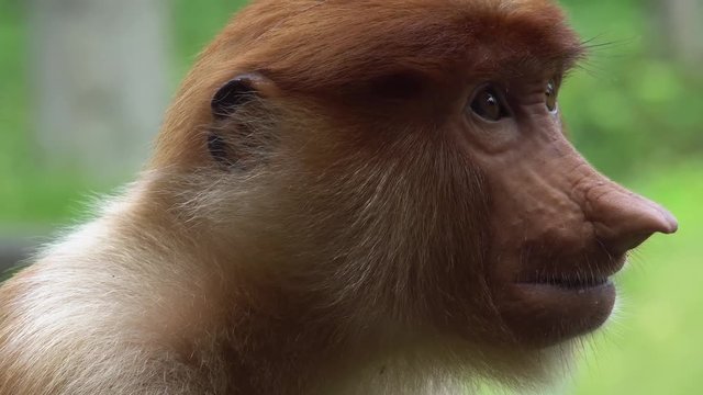 Portrait of Female Proboscis Monkey (Nasalis larvatus). Endangered Endemic Borneo Animal