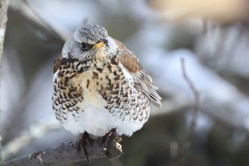 fieldfare