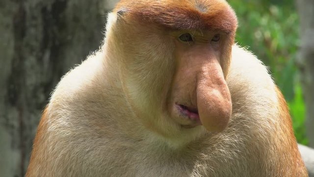 Portrait of Male Proboscis Monkey (Nasalis larvatus). Endangered Endemic Borneo Animal