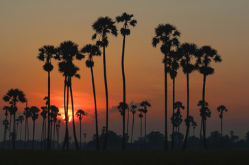 Sugar palm trees in the rice field at morning,countryside of Thailand