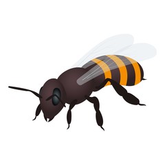 Bee icon. Isometric illustration of bee vector icon for web