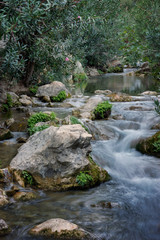 The river flows between the stones and oleander in summer