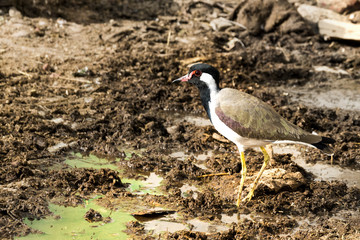River Lapwing (Vanellus duvaucelii)