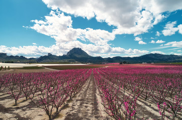 Blossoming fruit trees in Cieza. Murcia region. Spain