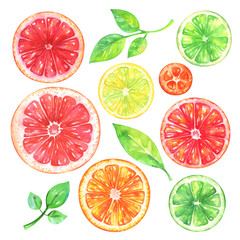  Hand painted citrus fruits set. Watercolor grapefruit, orange, lemon, kumquat, lime and green leafs on white background