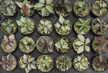 Group of cactus in pot as background, Top view