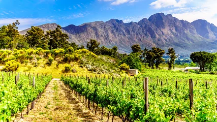 Foto op Canvas Wijngaarden van de Kaapse Wijnlanden in de Franschhoek-vallei in de West-Kaap van Zuid-Afrika, te midden van de omliggende Drakenstein-bergen © hpbfotos