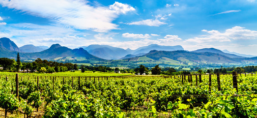 Vineyards of the Cape Winelands in the Franschhoek Valley in the Western Cape of South Africa, amidst the surrounding Drakenstein mountains