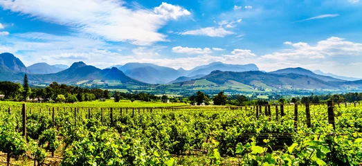 Gordijnen Vineyards of the Cape Winelands in the Franschhoek Valley in the Western Cape of South Africa, amidst the surrounding Drakenstein mountains © hpbfotos