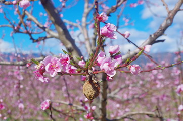 Arbres fruitiers en fleurs roses
