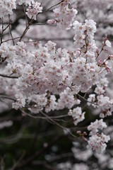 Fototapeta premium 満開の桜