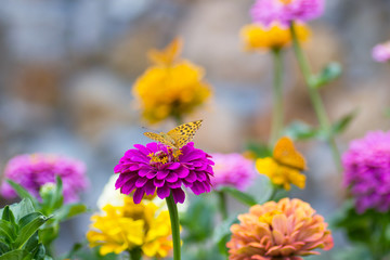 Butterfly on flower