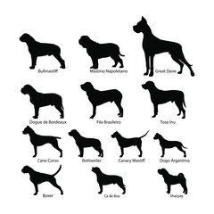 Vector set of dog silhouettes. Dog of the molosser group. Dogs standing in the counter. Black on white.