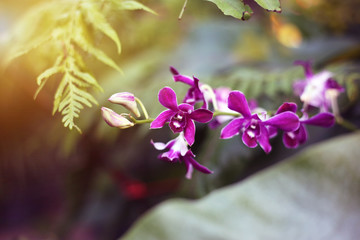 Close up purple orchids in tropical forest garden with sun light. Freshness natural plants background.