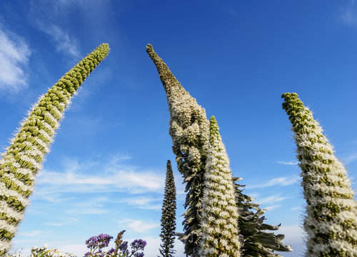 Arrebol tajinaste(Echium simplex), endemic plant, Mirador de Jardina, Tenerife Island, Canary Islands, Spain