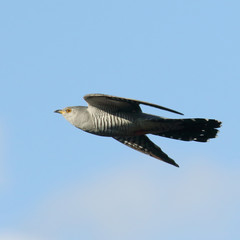 Cuckoo flying in the summer