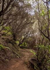 Fototapeta na wymiar Trail in Anaga Rural Park, Tenerife Island, Canary Islands, Spain