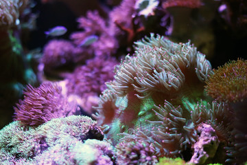 Sea anemones  in the aquarium tank. Aquatic saltwater with rock mountain relaxation hobby and...