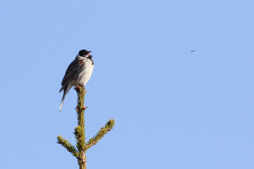 Reed bunting sings