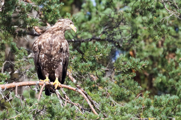 White tailed eagle
