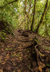Bosque Encantado, laurel forest, Anaga Rural Park, Tenerife Island, Canary Islands, Spain