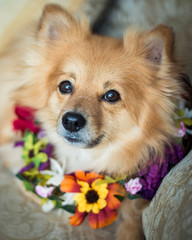 Floral covered Dog