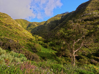Barranco La Goleta, gorge, trail from Cruz del Carmen to Bajamar, Anaga Rural Park,Tenerife Island, Canary Islands, Spain