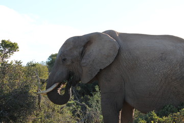 Elefant in Südafrika
