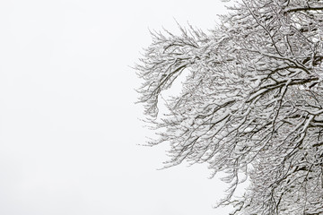 Snowy branches against white sky