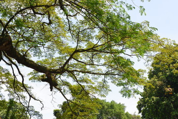 Fototapeta premium Branches of old green tree - ideal for background and greeting card.