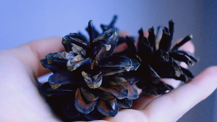 Сосновые шишки