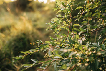 Fototapeta premium Closeup nature view of green leaf on blurred greenery background in garden with copy space using as background natural green plants landscape, ecology, fresh wallpaper concept.