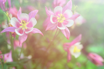 Bright vintage floral background with a beautiful pink and white flowers Aquilegia.