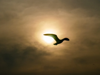 Silhouette Nature background of seagulls bird at the sea and sunset time.