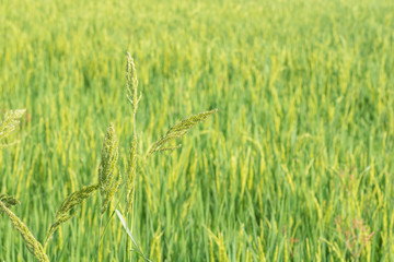 Scene rice paddies, rice field in summer march, Thailand