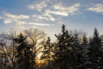 Obraz na płótnie Canvas Silhouette of pine at sunset with blue sky.