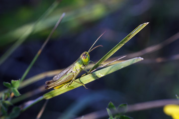 Small green locust sits on grass in field