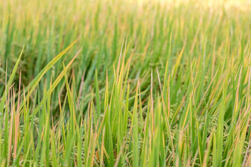 Scene rice paddies, rice field in summer march, Thailand